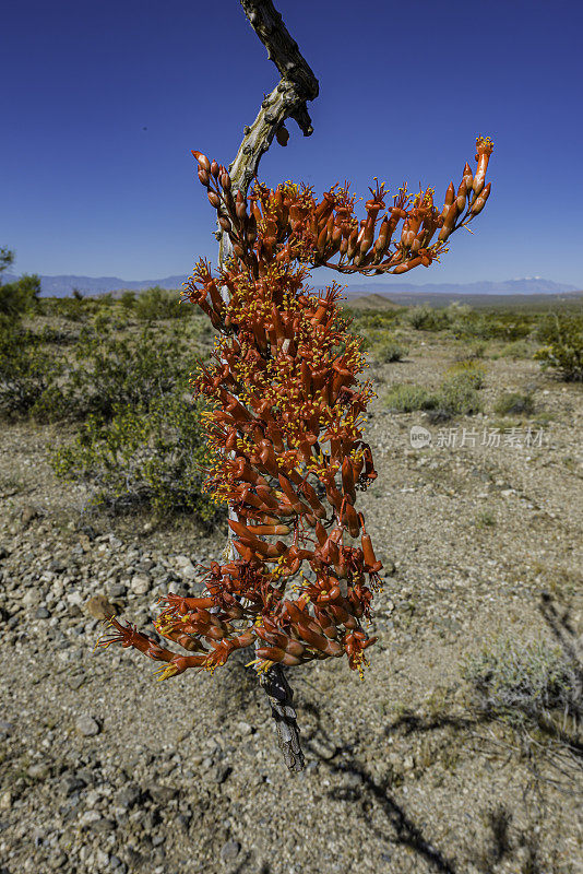 Fouquieria splendens, ocotillo，也被称为马鞭，蜡烛木，slimwood，沙漠珊瑚，Jacob's staff, Jacob cactus，和藤本仙人掌是一种原产于美国西南部索诺拉沙漠和奇瓦瓦沙漠的植物。禅师